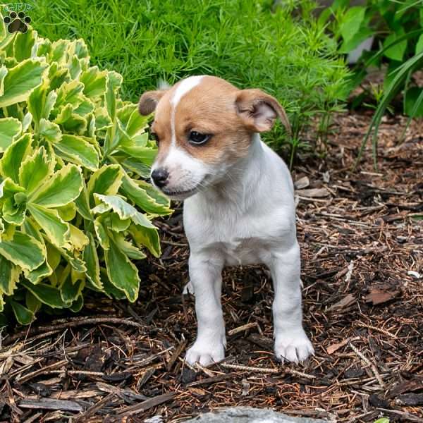 Prince, Jack-A-Ranian Puppy